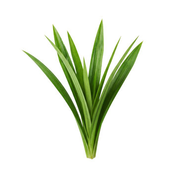 Fresh green pandan leaves bunch isolated on a transparent background