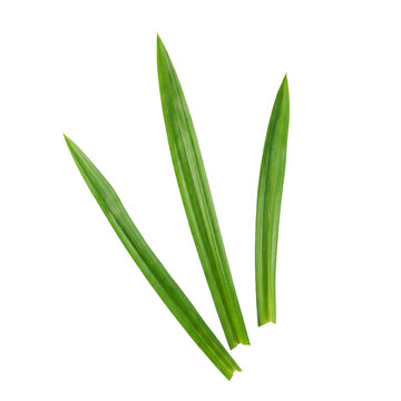 Three long fresh green pandan leaves isolated on a plain transparent background for cooking and aromatherapy