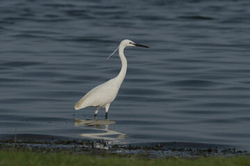 Fototapeta premium Little Egret in wetland near Nalsarovar, Gujarat