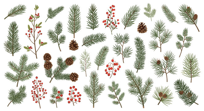 Elegant collection of winter evergreen branches with pine needles cones and red berries for festive holiday and Christmas decoration.