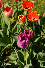 Naklejka premium Many tulips of different colours, including White Flag, Purple Prince, and Golden Oxford varieties, in a spring flowerbed. Sunlight illuminates the blooms against a soft, blurred background.