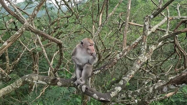 Macaca fascicularis (Monyet kra, long tailed macaque, monyet  pemakan kepiting, crab eating monkey) is eating banana.