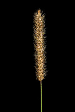 Grasses of South Africa - inflorescence of creeping bristle grass (Setaria sphacelata) isolated on black