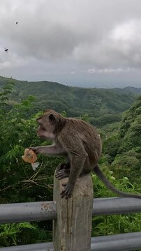 Macaca fascicularis (Monyet kra, kera ekor panjang, monyet ekor panjang, long tailed macaque, monyet  pemakan kepiting) is eating plastic