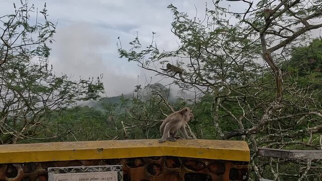 Macaca fascicularis (long tailed macaque, monyet  pemakan kepiting, crab eating monkey, monyet) is mating process with couple