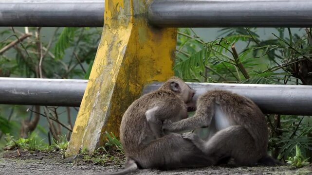 Macaca fascicularis (monyet ekor panjang, long tailed macaque, monyet  pemakan kepiting, monyet) Is fighting each other