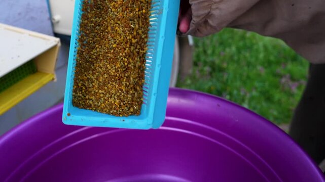 Bee pollen collection and poured into plastic container during harvesting and processing in beekeeping