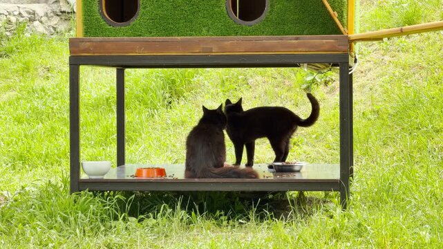 Two black cats share a tender moment while standing together at sheltered feeding station. The felines feel safe and affectionate in their sunny outdoor environment. Lush green grass grows all around.