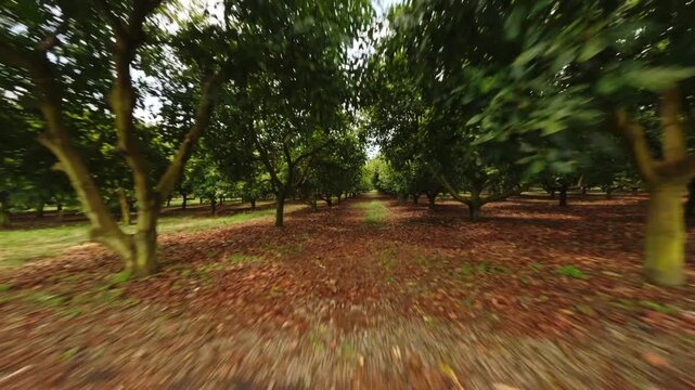 Wide avocado plantation with organized rows extending across farmland terrain, aerial drone overview