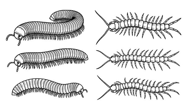 Millipede centipede arthropod vector bundle black and white illustration