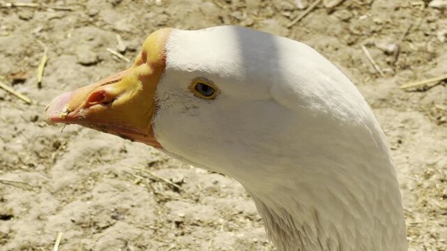 A curious white goose stands alert on a sunny dirt field. Its bright orange beak and blue eyes look striking against its clean feathers. The bird appears calm and peaceful in its farm habitat.
