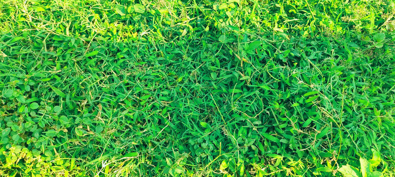 Detailed close-up of dense green grass with subtle variations in shade and light