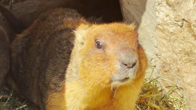 A fluffy marmot peers curiously from its rocky den. Its thick orange and brown fur glows warmly in the bright sunlight. The small creature looks alert and peaceful as it watches the world.