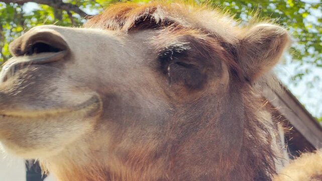 A focused camel looks out with a thoughtful and steady gaze. Its thick, textured fur and large eye are highlighted by the warm sun. The animal stands quietly near a building in a peaceful park.