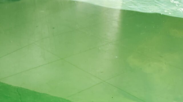 A fast penguin zooms through a bright green pool. Its motion creates a dramatic blur against the water. This lively scene captures a sense of energetic playfulness and underwater freedom.
