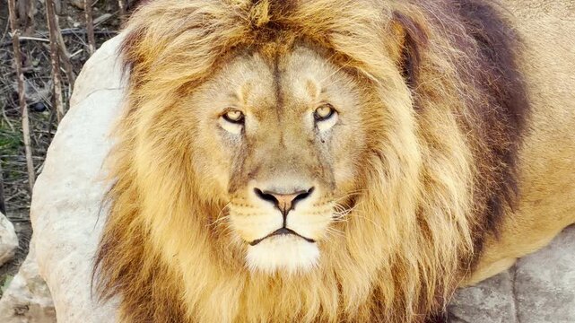 A majestic male lion looks forward with a steady, noble gaze. Its thick golden mane catches the bright sunlight as it rests peacefully. The powerful animal appears calm and wise in its outdoor home.