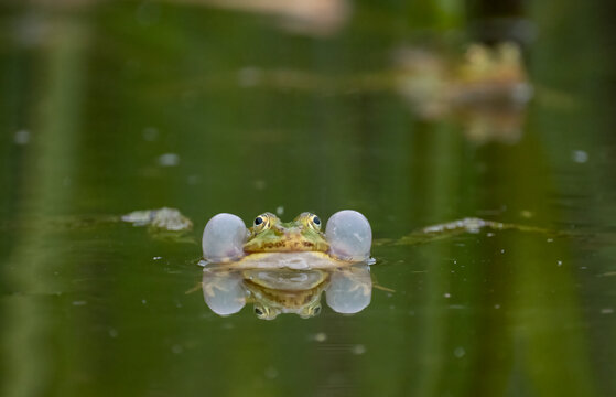 Wasserfrosch, Gr&uuml;nfrosch, Pelophylax