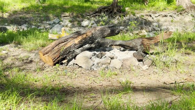 Large, burnt logs sit across a circle of grey ash and stones in a bright, grassy field. The sunlit scene feels quiet and lonely, marking the cold remains of an old campfire in the woods.