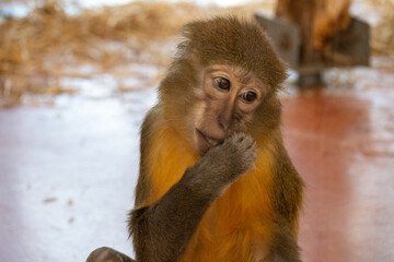 Fototapeta premium Close Up Portrait Of Curious Monkey