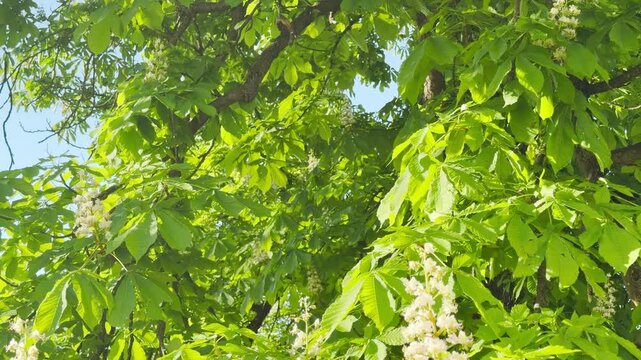 Delicate white chestnut blossoms grow in thick clusters throughout a sun-drenched tree canopy. This refreshing scene captures the lively and hopeful feeling of a beautiful spring morning in nature.