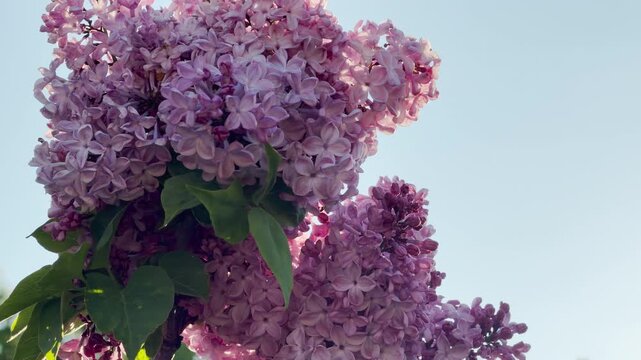 Dense purple lilac blossoms hang gracefully from a branch as soft light highlights their delicate shape. This peaceful scene creates a feeling of calm and nostalgic beauty in a quiet garden.