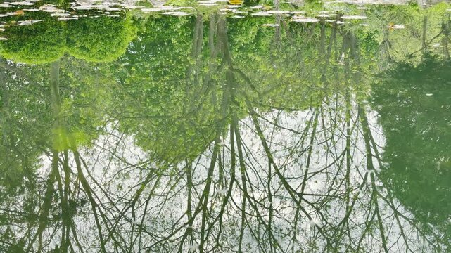 Lush green trees reflect on the surface of calm water. Bright birds sing from the branches above. A muffled city hum vibrates softly through the quiet park.