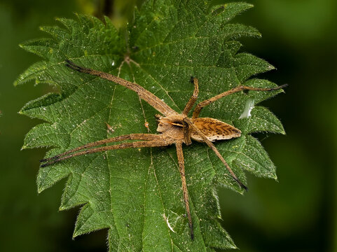 Listspinne, Pisaura mirabilis