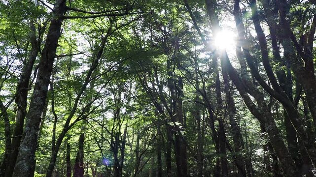 森に差し込む眩しい光。光条。朝日。夜明け。左から右への水平パン