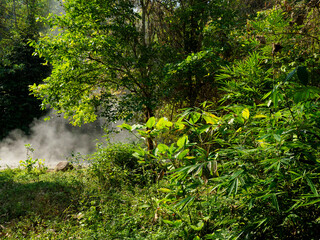 Fototapeta premium Natural hot springs in the middle of the forest.