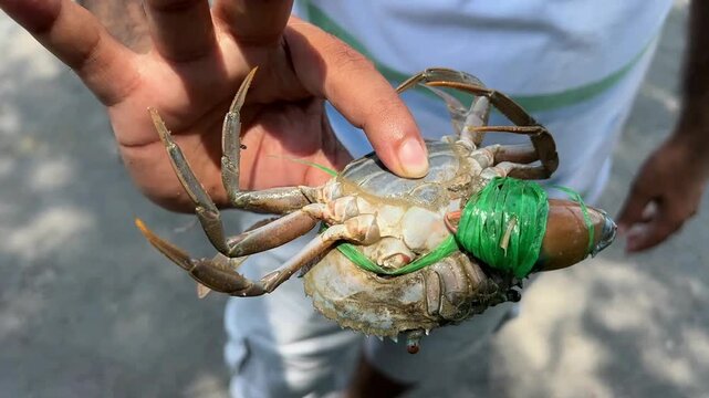 An Indian man holding local crab sold in Bengals Mandarmani sea beach