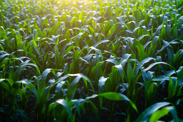 Fototapeta premium Green corn seedlings in rural farming landscape. Corn plants growing on the field. Cultivation of corn plants. Young corn field.