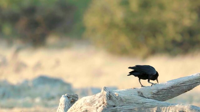a cape crow perching on a log at ombika waterhole of etosha national park in namibia, africa