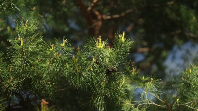 Scots pine, Pinus sylvestris, blooming in the park in spring. A light breeze. 4K, 50 fps