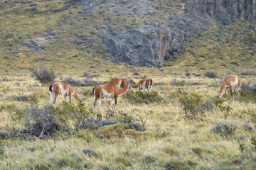 Naklejka premium Guanacos in Patagonia, Lama guanicoe near El Chalten, Argentina, beautiful landscape with wildlife