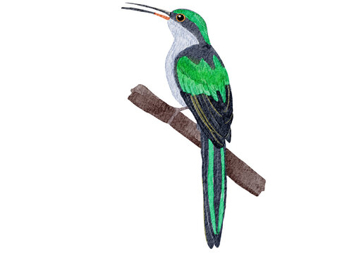 Green Hummingbird / Jacamar Watercolor