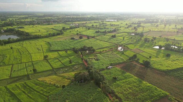 The paddy field and small town landscape of northeastern Thailand. These areas serve as one of the country's most important rice-producing regions, contributing significantly to the global food supply
