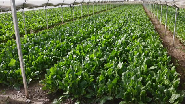 Straight long rows of juicy chard, leafy beets grow in greenhouse. Private plantation of greenery, farm plot with drip irrigation