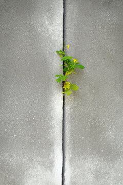 Plant growing in concrete crack concept of resilience. Yellow wild flower sprouting through a crack in a grey pavement, showcasing urban botany, strength of life, and nature fighting back.