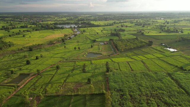 The paddy field and small town landscape of northeastern Thailand. These areas serve as one of the country's most important rice-producing regions, contributing significantly to the global food supply