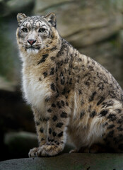Portrait of Snow leopard in zoo © svobodacontributor