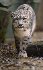 Obraz premium Portrait of Snow leopard in zoo