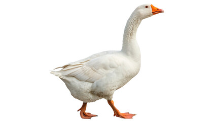 Large white goose walking for nature wildlife park pond and bird education research and biology concepts isolated on transparent background cut out © 1png-stock
