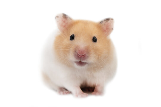 Golden Hamster isolated on white background. Beautiful beige hamster on a white background