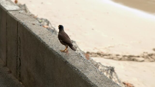 Common Myna Bird Walking on a Concrete Ledge Near a Sandy Beach