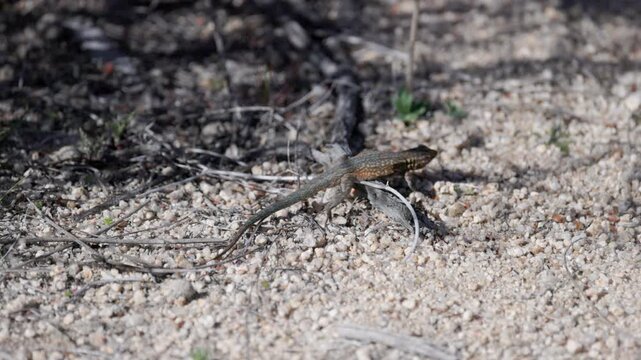 a slow motion clip of a common side-blotched lizard walking away from the camera at joshua tree national park of california, usa