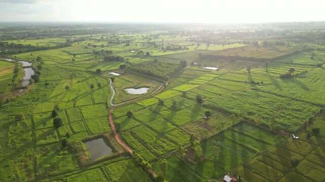 The paddy field and small town landscape of northeastern Thailand. These areas serve as one of the country's most important rice-producing regions, contributing significantly to the global food supply