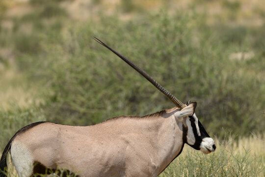 Closeup of a gemsbok, Kgalagadi Transfrontier  Park