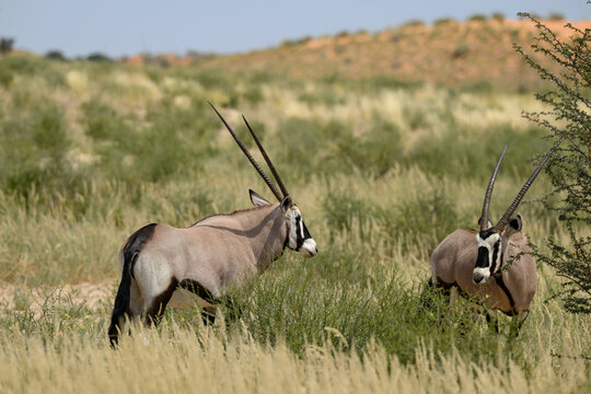 A pair of gemsbok with a dune in the background, Kgaladi Transfrontier Park