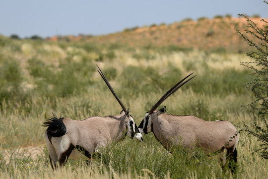 A pair of gemsbok with a dune in the background, Kgaladi Transfrontier Park