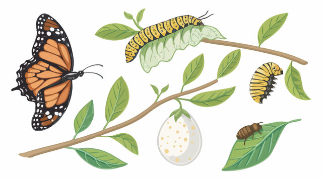 Monarch butterfly life cycle stages on branches with leaves butterfly caterpillar chrysalis metamorphosis transformation development wildlife education illustration background collection